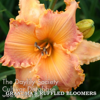 Daylily Grandma's Ruffled Bloomers